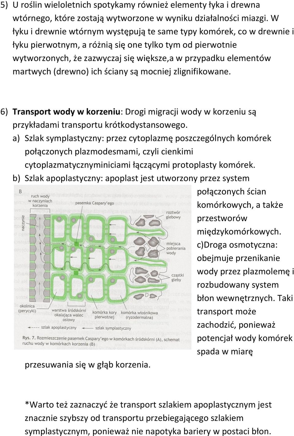 martwych (drewno) ich ściany są mocniej zlignifikowane. 6) Transport wody w korzeniu: Drogi migracji wody w korzeniu są przykładami transportu krótkodystansowego.