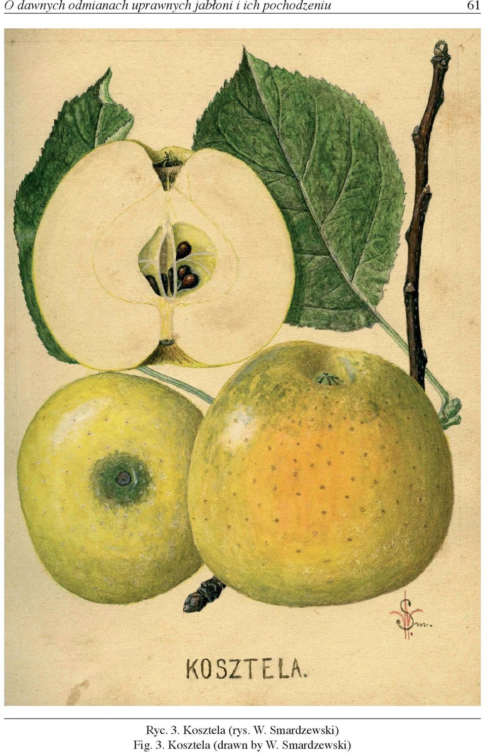 Kosztela (rys. W. Smardzewski) Fig.