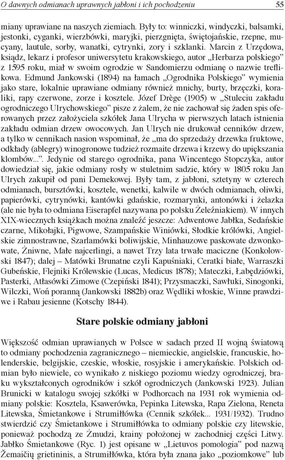Marcin z Urzędowa, ksiądz, lekarz i profesor uniwersytetu krakowskiego, autor Herbarza polskiego z 1595 roku, miał w swoim ogrodzie w Sandomierzu odmianę o nazwie treflikowa.