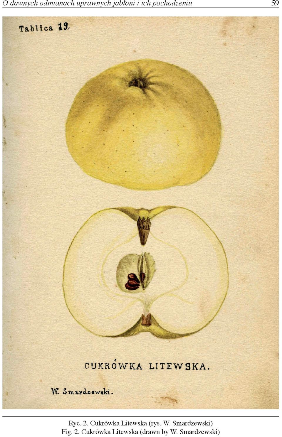 Cukrówka Litewska (rys. W.
