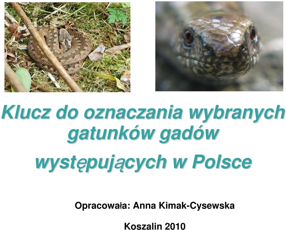 pujących w Polsce Opracowała: