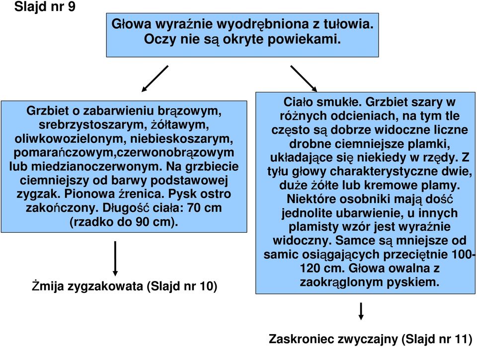 Na grzbiecie ciemniejszy od barwy podstawowej zygzak. Pionowa źrenica. Pysk ostro zakończony. Długość ciała: 70 cm (rzadko do 90 cm). Żmija zygzakowata (Slajd nr 10) Ciało smukłe.