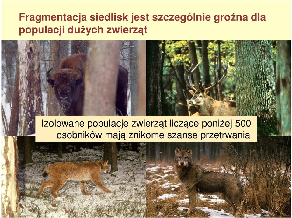 Izolowane populacje zwierząt liczące