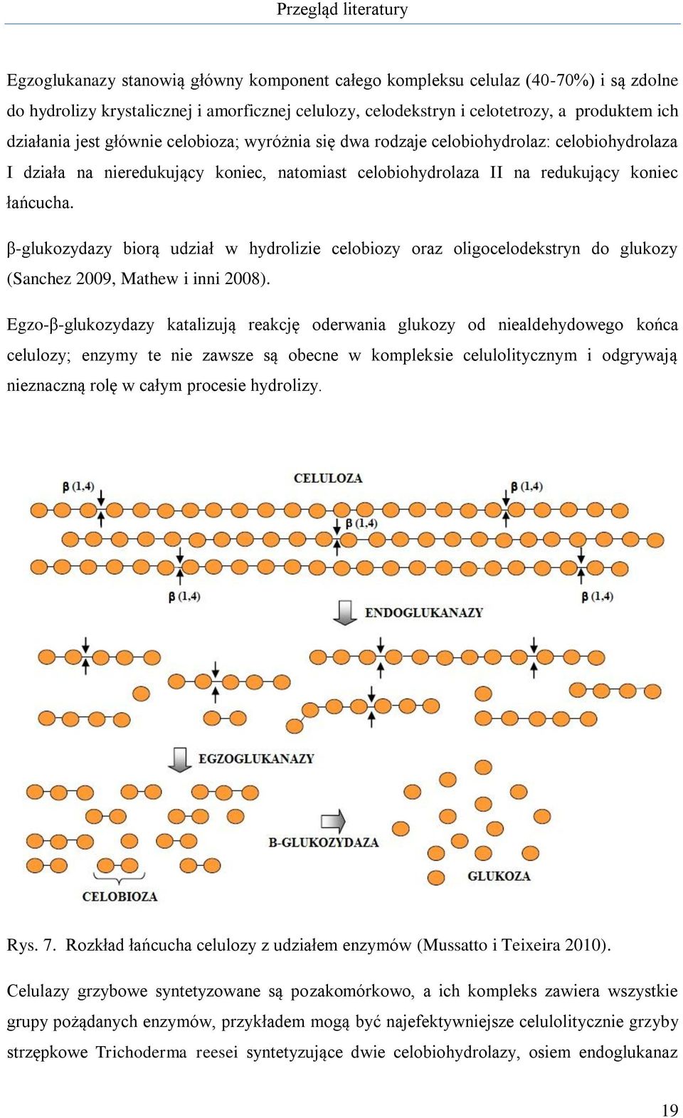 β-glukozydazy biorą udział w hydrolizie celobiozy oraz oligocelodekstryn do glukozy (Sanchez 2009, Mathew i inni 2008).