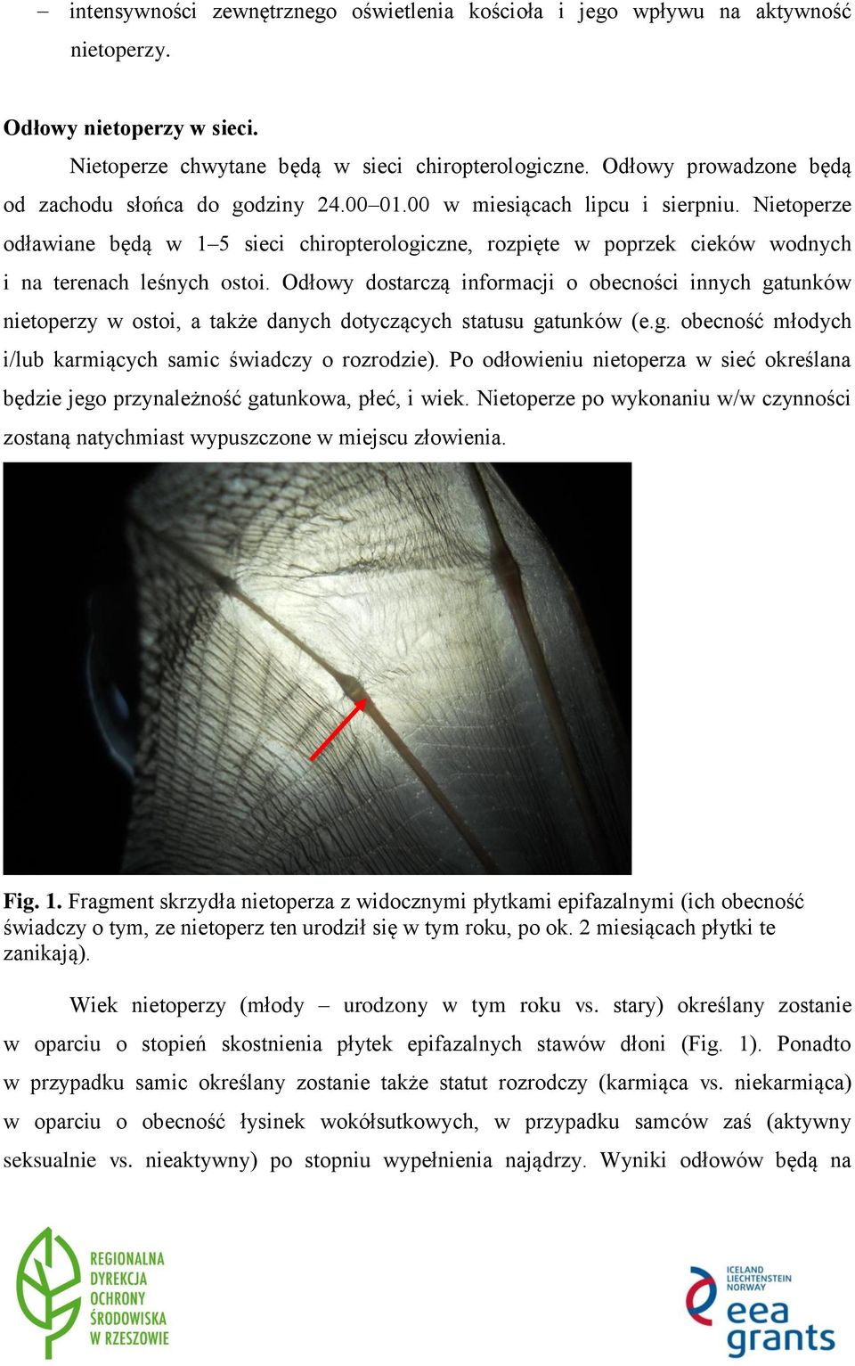 Nietoperze odławiane będą w 1 5 sieci chiropterologiczne, rozpięte w poprzek cieków wodnych i na terenach leśnych ostoi.