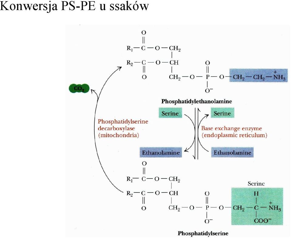 ssakó w