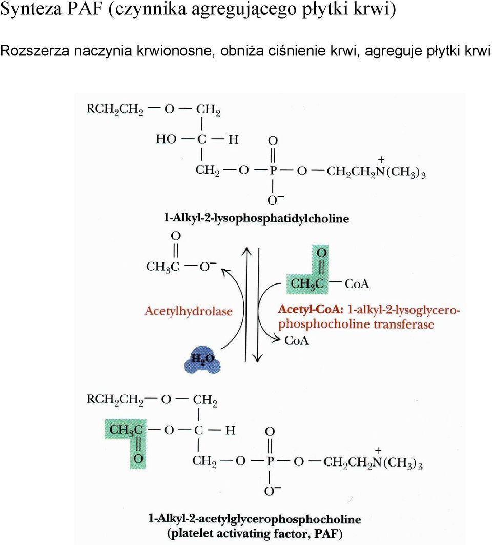 Rozszerza naczynia krwionosne,