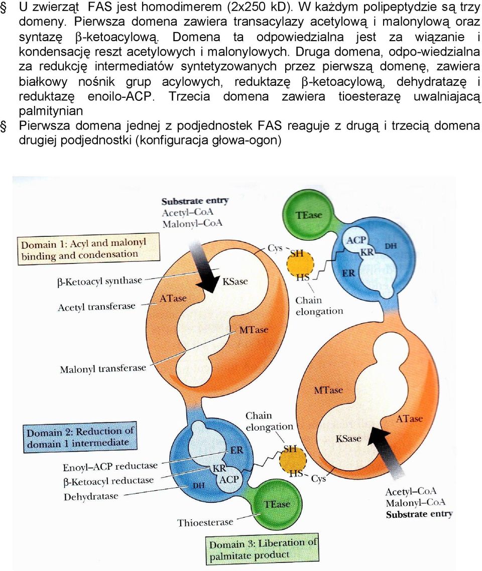 Domena ta odpowiedzialna jest za wiązanie i kondensację reszt acetylowych i malonylowych.