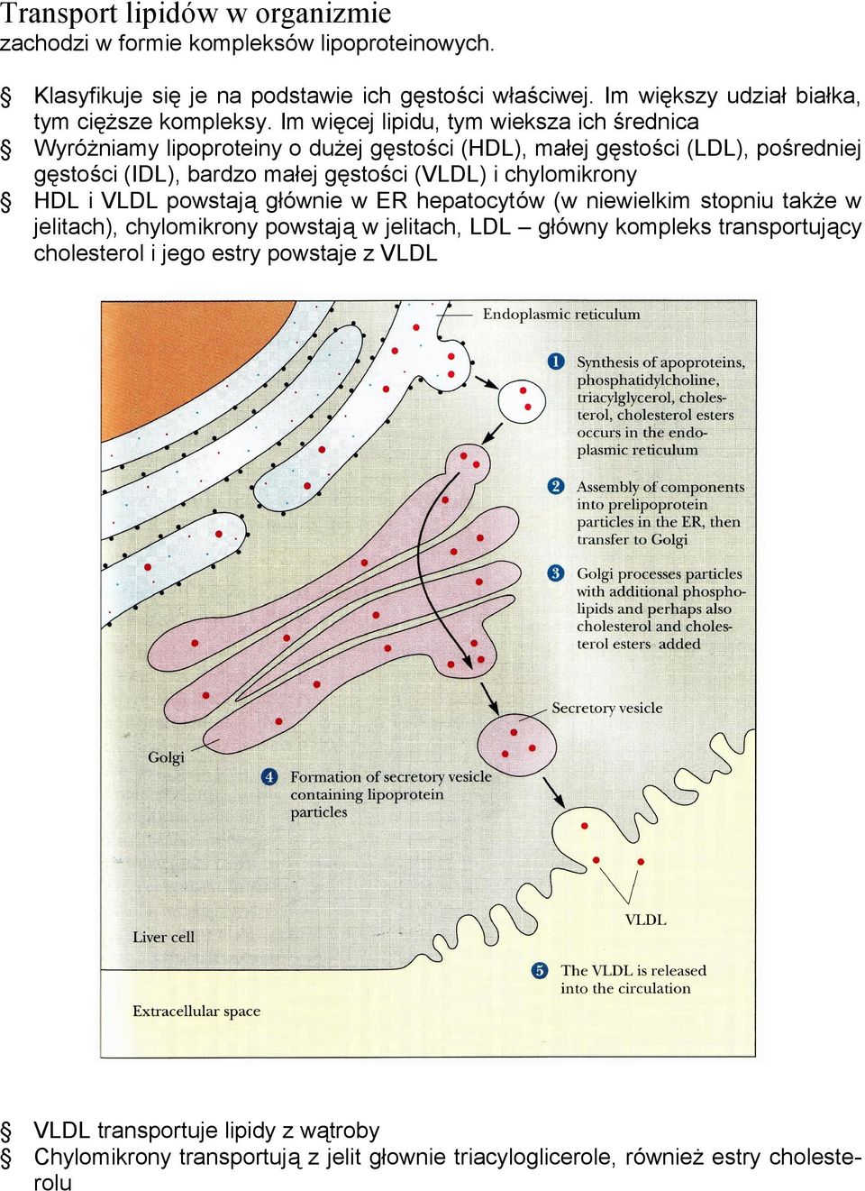 Im wię cej lipidu, tym wieksza ich ś rednica Wyró ż niamy lipoproteiny o duż ej gę stoś ci (HDL), małej gę stoś ci (LDL), poś redniej gę stoś ci (IDL), bardzo małej gę stoś ci