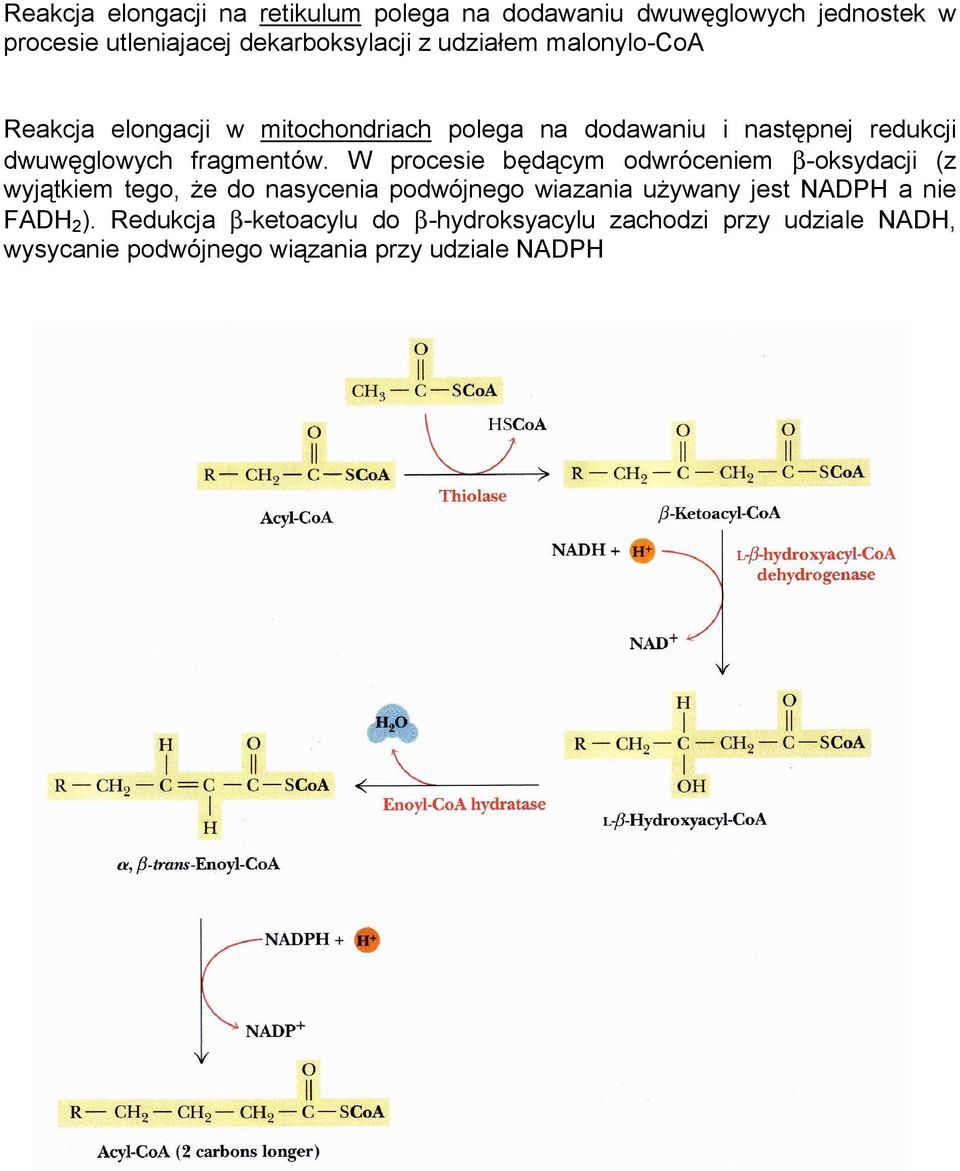 W procesie będącym odwró ceniem β-oksydacji (z wyjątkiem tego, ż e do nasycenia podwó jnego wiazania uż ywany jest NADPH a