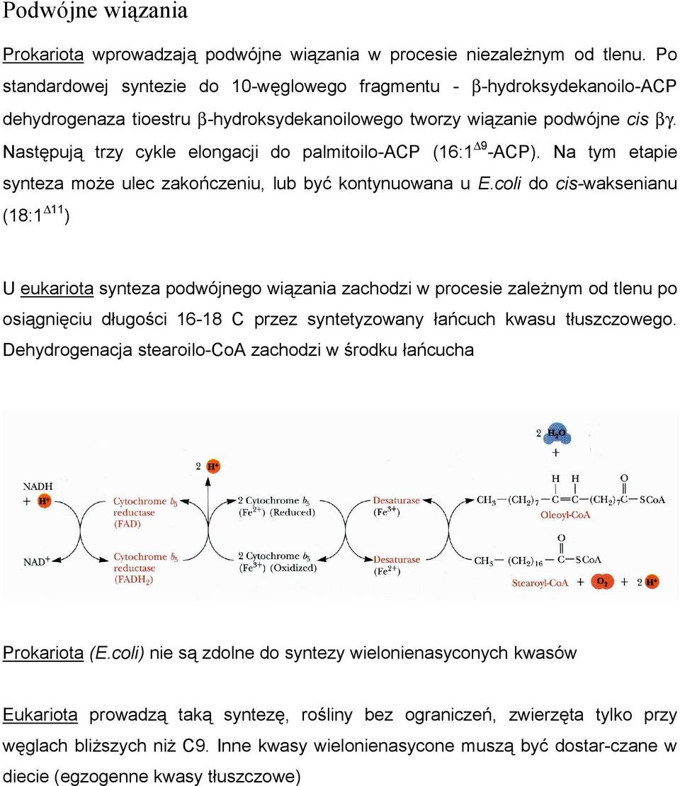 Nastę pują trzy cykle elongacji do palmitoilo-acp (16:1 9 -ACP). Na tym etapie synteza moż e ulec zakończeniu, lub być kontynuowana u E.