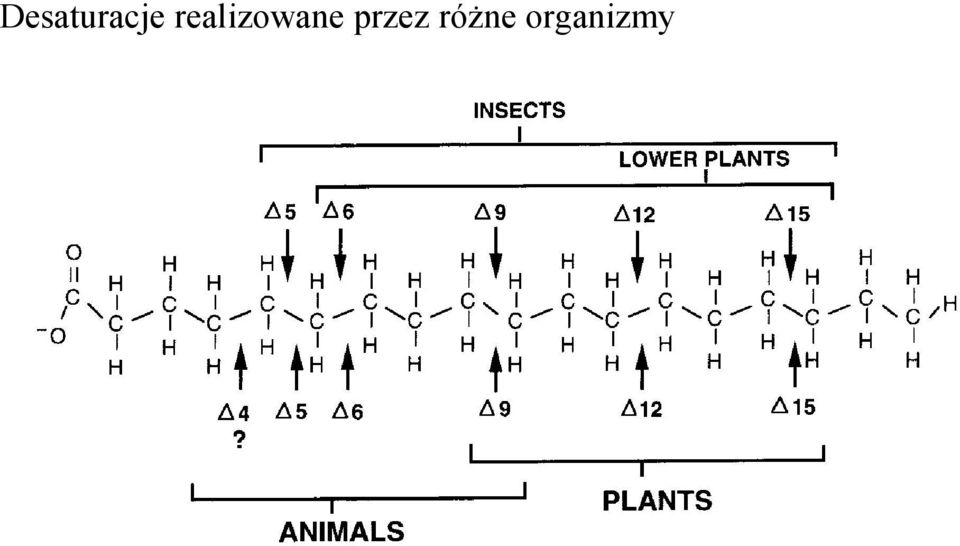 przez ró