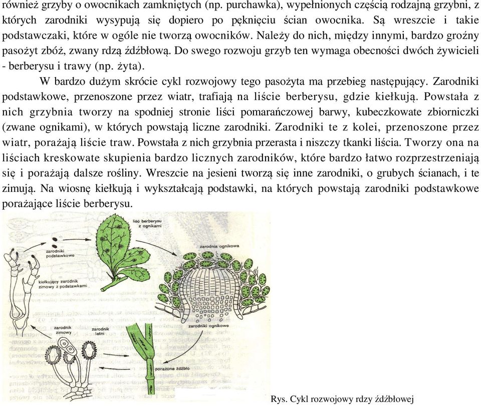 Do swego rozwoju grzyb ten wymaga obecności dwóch żywicieli - berberysu i trawy (np. żyta). W bardzo dużym skrócie cykl rozwojowy tego pasożyta ma przebieg następujący.