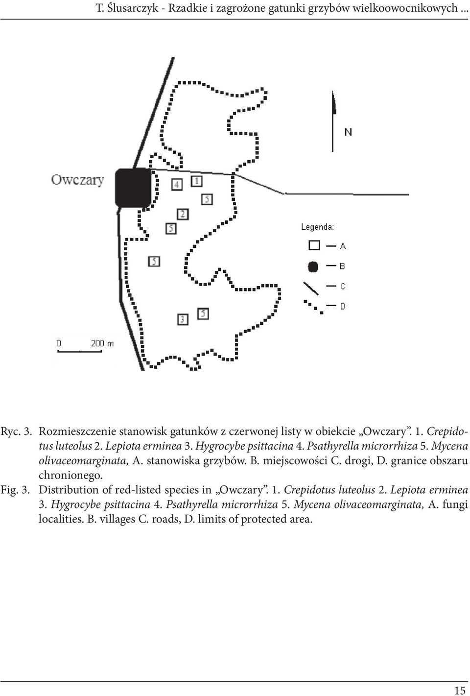 Psathyrella microrrhiza 5. Mycena olivaceomarginata, A. stanowiska grzybów. B. miejscowości C. drogi, D. granice obszaru chronionego. Fig. 3.