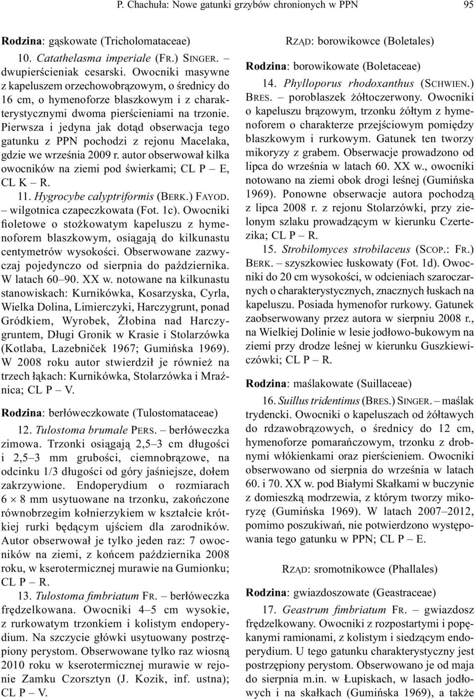 Pierwsza i jedyna jak dotąd obserwacja tego gatunku z PPN pochodzi z rejonu Macelaka, gdzie we września 2009 r. autor obserwował kilka owocników na ziemi pod świerkami; CL P E, CL K R. 11.