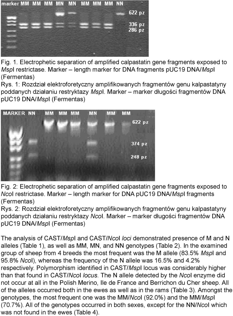 2: Electrophetic separation of amplified calpastatin gene fragments exposed to NcoI restrictase. Marker length marker for DNA puc19 DNA/MspI fragments (Fermentas) Rys.