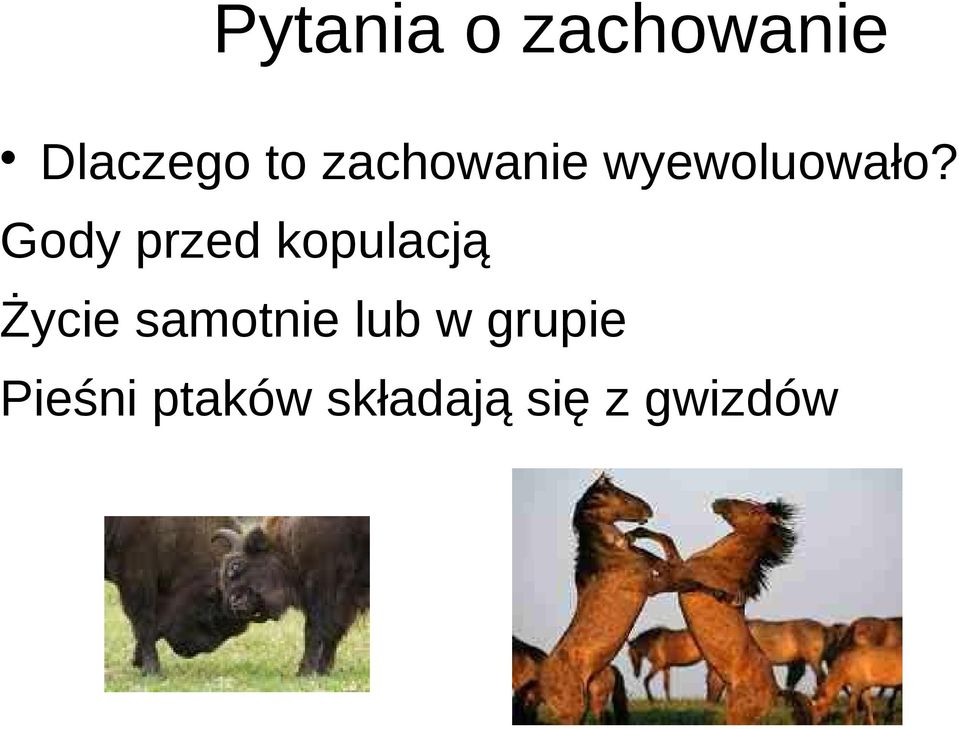 Gody przed kopulacją Życie samotnie