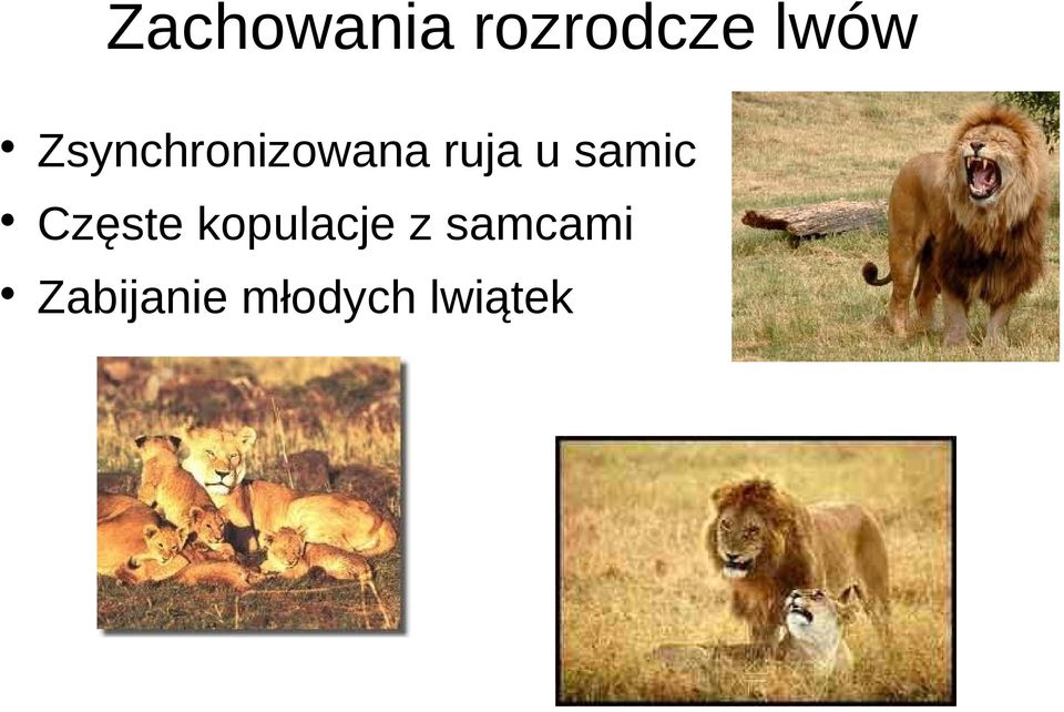 samic Częste kopulacje z