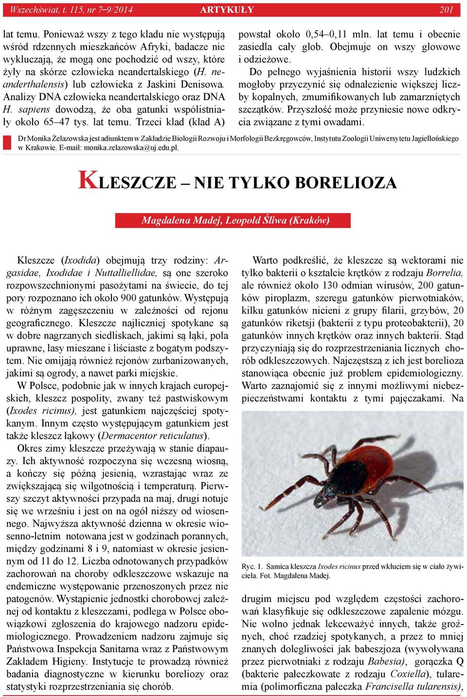 neanderthalensis) lub człowieka z Jaskini Denisowa. Analizy DNA człowieka neandertalskiego oraz DNA H. sapiens dowodzą, że oba gatunki współistniały około 65 47 tys. lat temu.