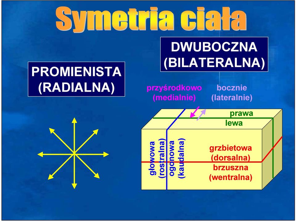 prawa lewa głowowa (rostralna) ogonowa