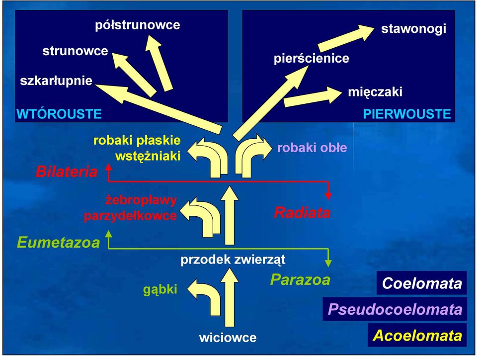 pierścienice mięczaki PIERWOUSTE robaki obłe Radiata Eumetazoa