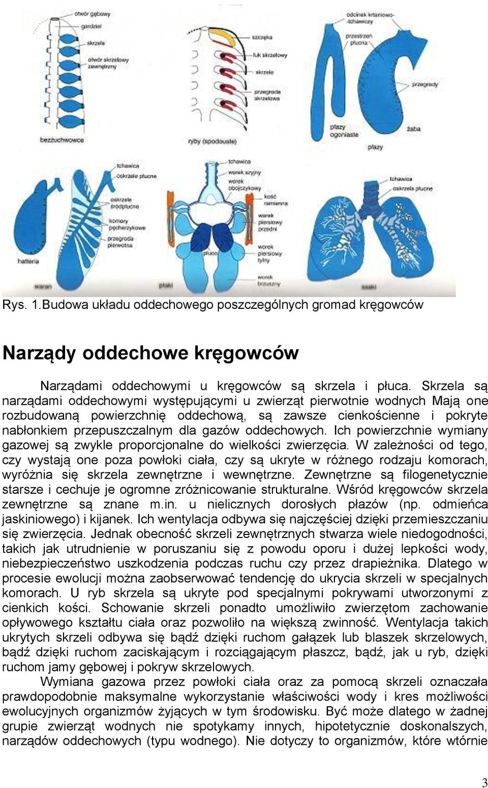 oddechowych. Ich powierzchnie wymiany gazowej są zwykle proporcjonalne do wielkości zwierzęcia.