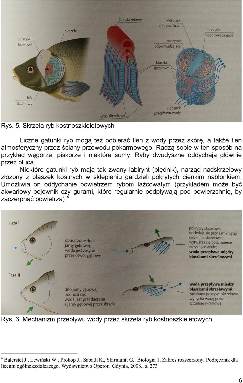 Niektóre gatunki ryb mają tak zwany labirynt (błędnik), narząd nadskrzelowy złożony z blaszek kostnych w sklepieniu gardzieli pokrytych cienkim nabłonkiem.