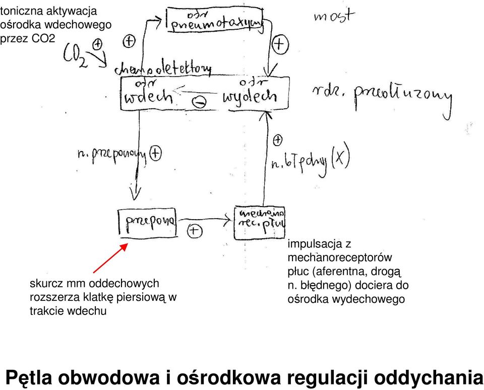 impulsacja z mechanoreceptorów płuc (aferentna, drogą n.