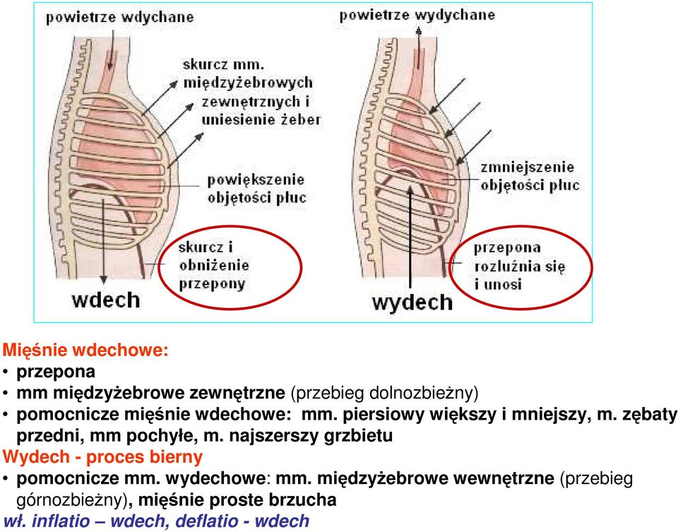 najszerszy grzbietu Wydech - proces bierny pomocnicze mm. wydechowe: mm.