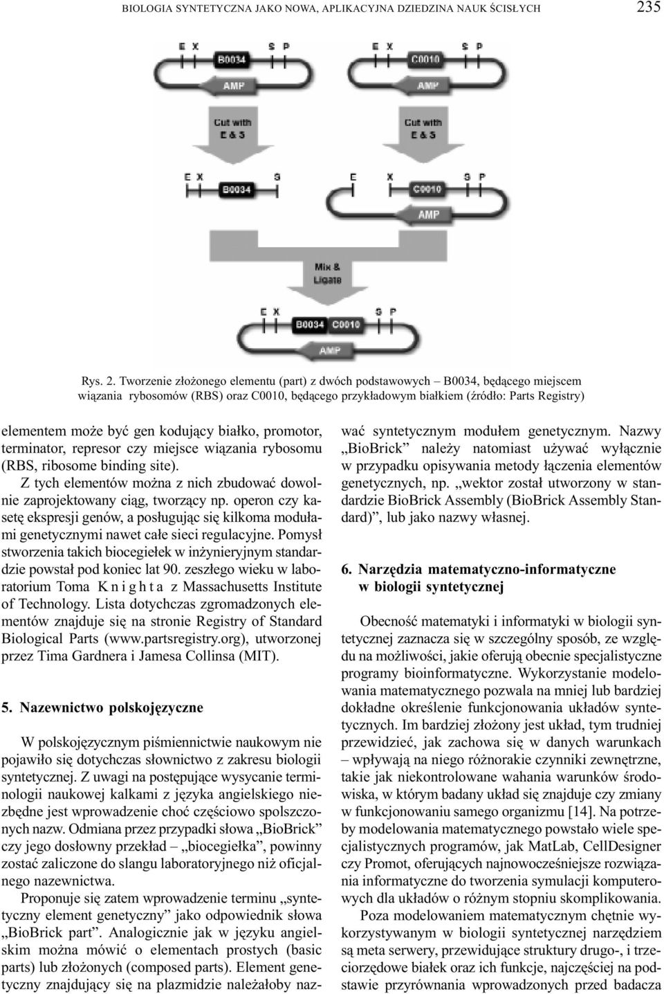 Tworzenie z³o onego elementu (part) z dwóch podstawowych B0034, bêd¹cego miejscem wi¹zania rybosomów (RBS) oraz C0010, bêd¹cego przyk³adowym bia³kiem (Ÿród³o: Parts Registry) elementem mo e byæ gen