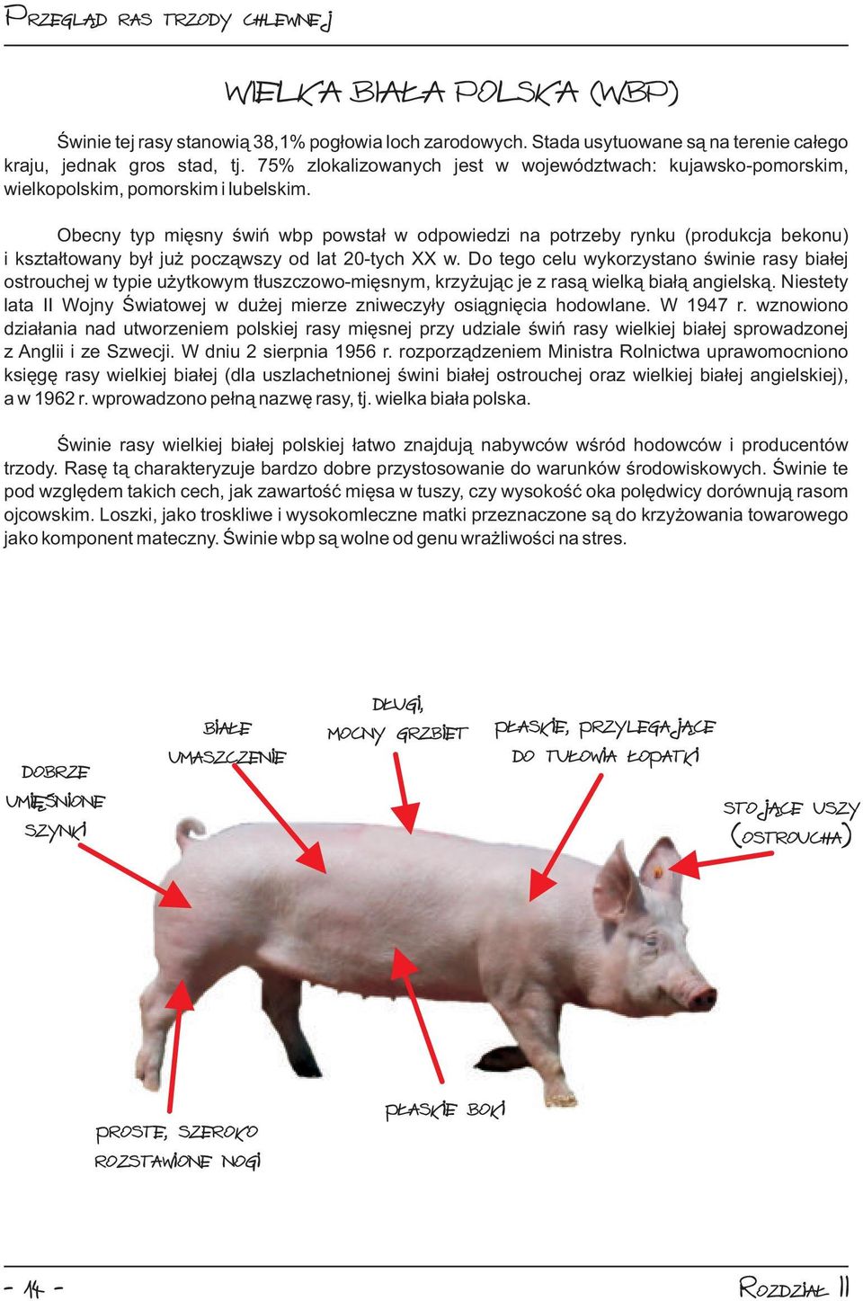Obecny typ mięsny świń wbp powstał w odpowiedzi na potrzeby rynku (produkcja bekonu) i kształtowany był już począwszy od lat 20-tych XX w.