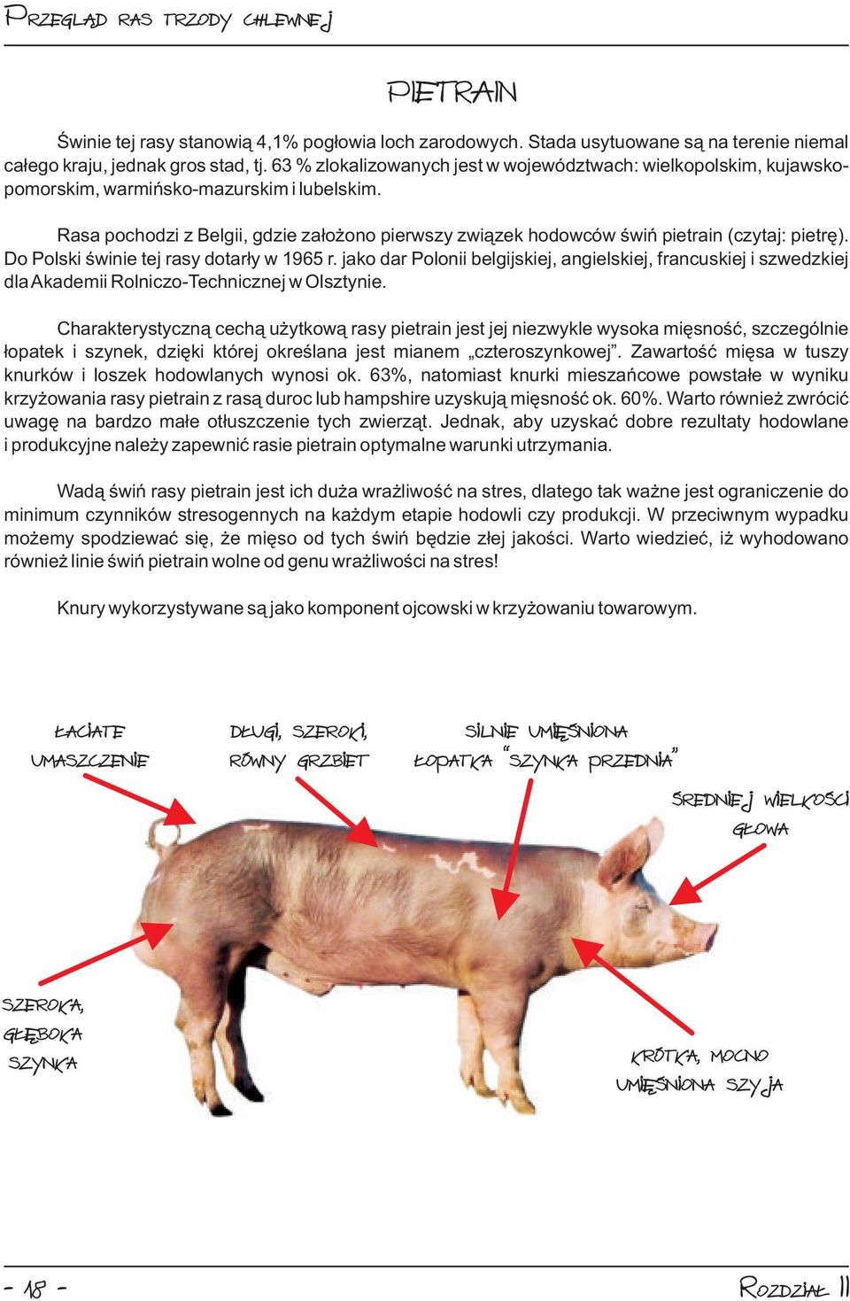 Rasa pochodzi z Belgii, gdzie założono pierwszy związek hodowców świń pietrain (czytaj: pietrę). Do Polski świnie tej rasy dotarły w 1965 r.