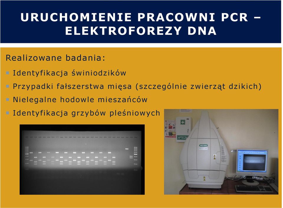 Przypadki fałszerstwa mięsa (szczególnie zwierząt