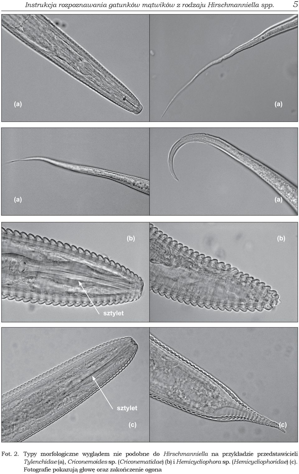 przedstawicieli Tylenchidae (a), Criconemoides sp.