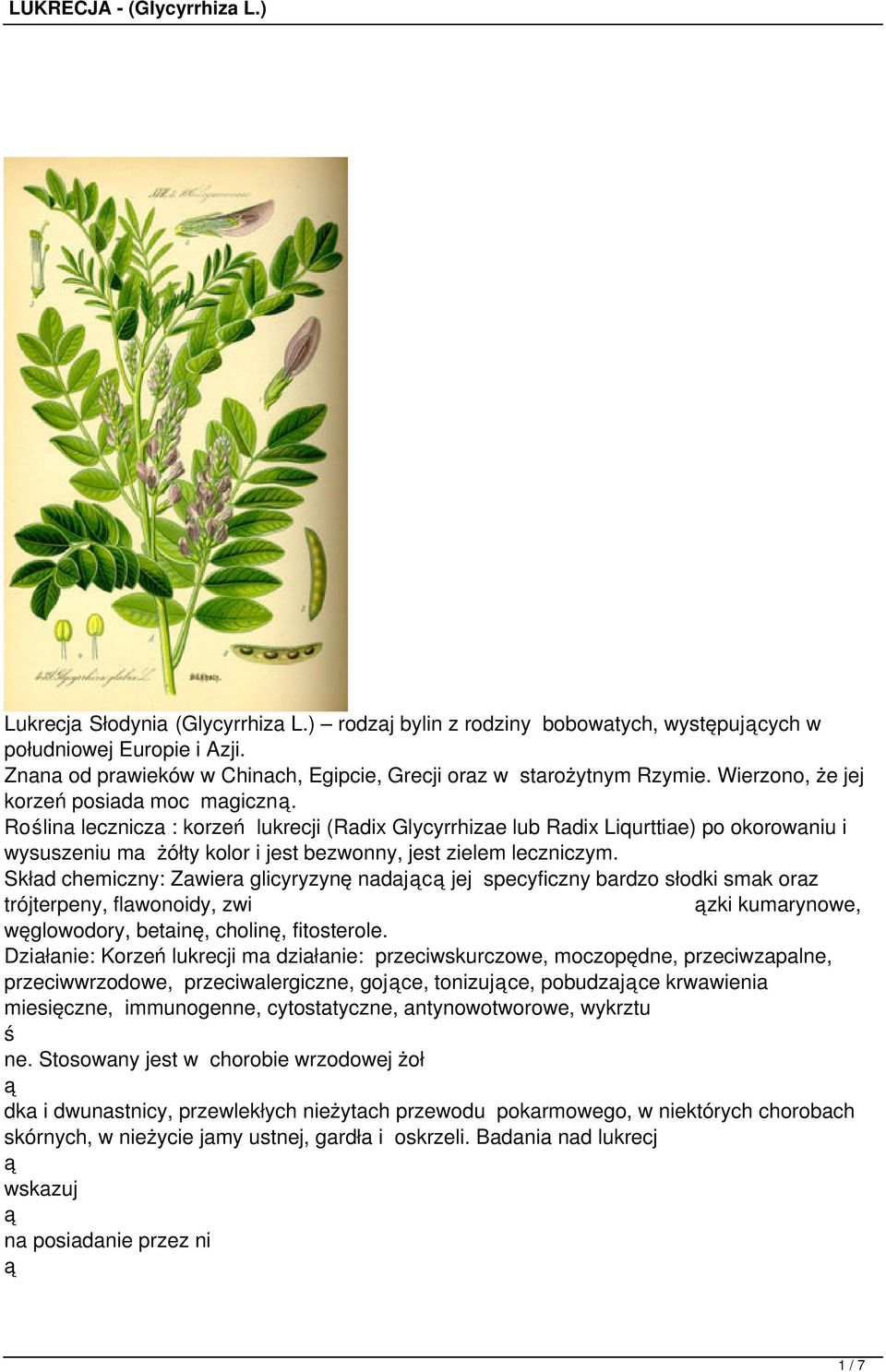 Rolina lecznicza : korzeń lukrecji (Radix Glycyrrhizae lub Radix Liqurttiae) po okorowaniu i wysuszeniu ma żółty kolor i jest bezwonny, jest zielem leczniczym.