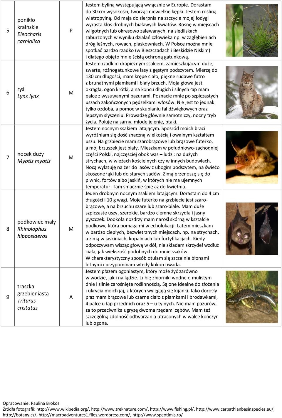 Rosnę w miejscach wilgotnych lub okresowo zalewanych, na siedliskach zaburzonych w wyniku działań człowieka np. w zagłębieniach dróg leśnych, rowach, piaskowniach.