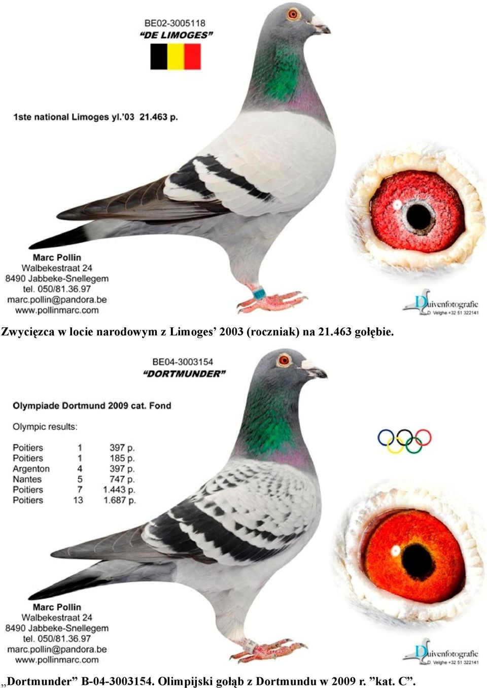 463 gołębie.