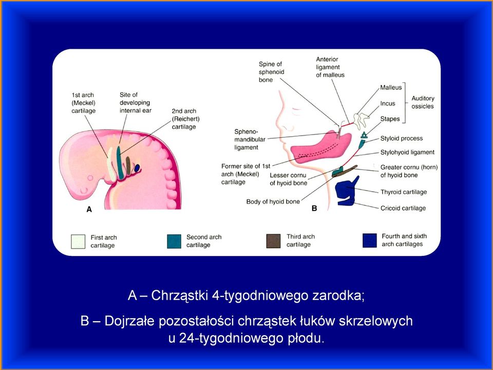 pozostałości chrząstek