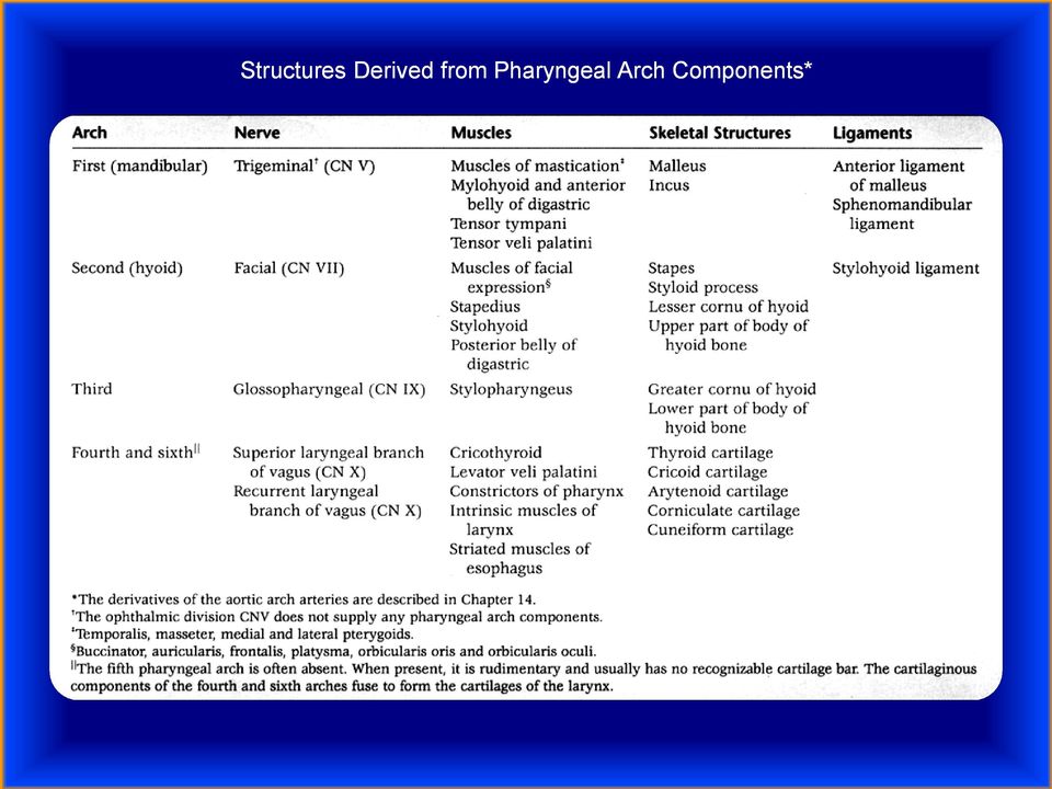 Pharyngeal