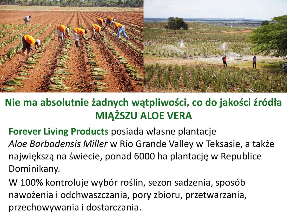 największą na świecie, ponad 6000 ha plantację w Republice Dominikany.