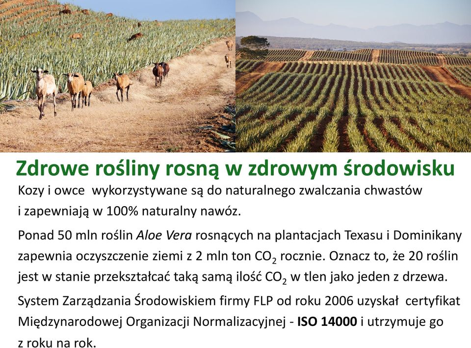 Ponad 50 mln roślin Aloe Vera rosnących na plantacjach Texasu i Dominikany zapewnia oczyszczenie ziemi z 2 mln ton CO2 rocznie.