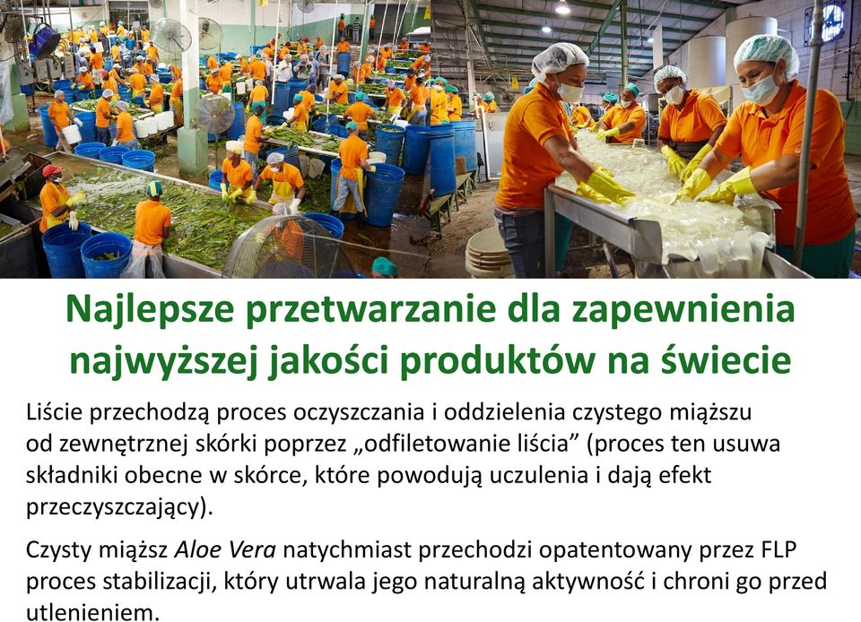 składniki obecne w skórce, które powodują uczulenia i dają efekt przeczyszczający).