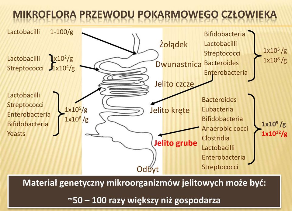 Lactobacilli Streptococci Bacteroides Enterobacteria Bacteroides Eubacteria Bifidobacteria Anaerobic cocci Clostridia Lactobacilli