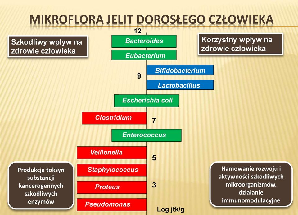 Enterococcus Veillonella 5 Produkcja toksyn substancji kancerogennych szkodliwych enzymów Staphylococcus