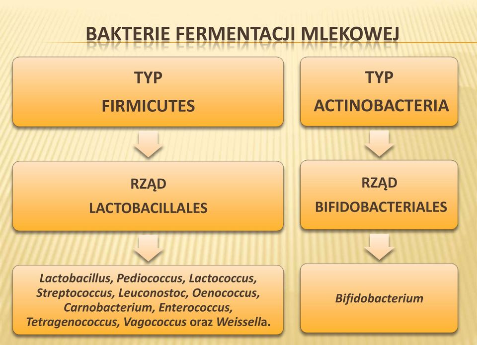 Lactococcus, Streptococcus, Leuconostoc, Oenococcus, Carnobacterium,