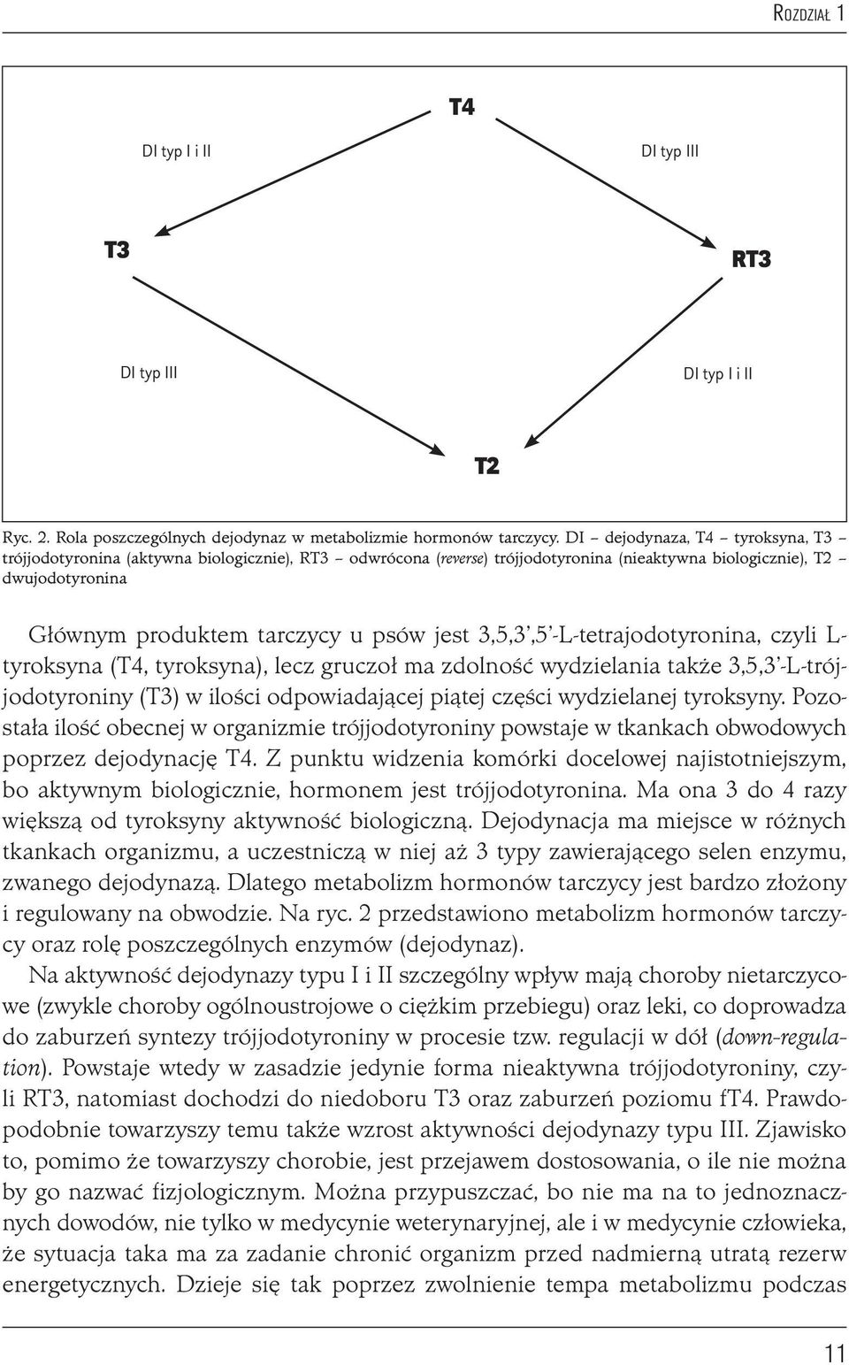 3,5,3,5 -L-tetrajodotyronina, czyli L- tyroksyna (T4, tyroksyna), lecz gruczoł ma zdolność wydzielania także 3,5,3 -L-trójjodotyroniny (T3) w ilości odpowiadającej piątej części wydzielanej tyroksyny.