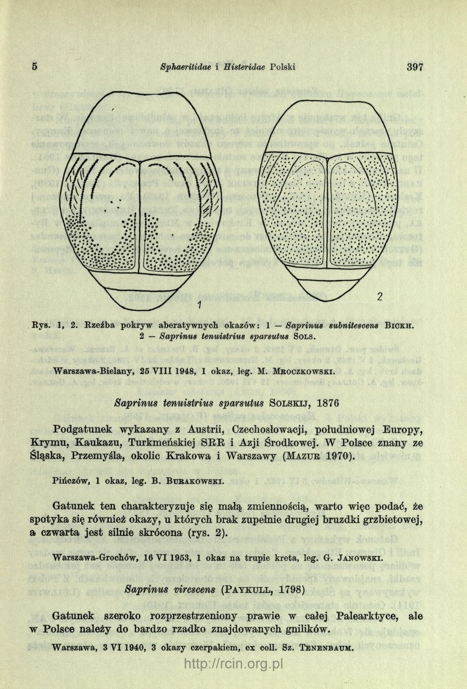 Saprinus tenuistrius sparsutus S o l s k ij, 1876 Podgatunek wykazany z Austrii, Czechosłowacji, południowej Europy, Krymu, Kaukazu, Turkmeńskiej SRR i Azji Środkowej.