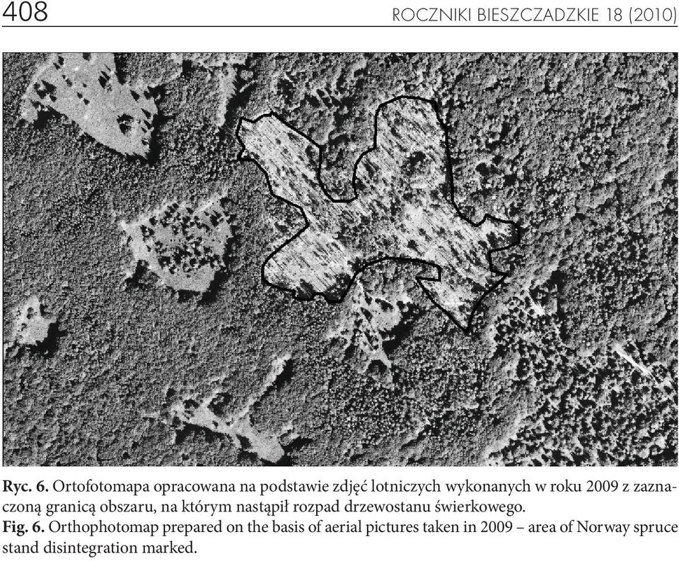 zaznaczoną granicą obszaru, na którym nastąpił rozpad drzewostanu świerkowego. Fig.