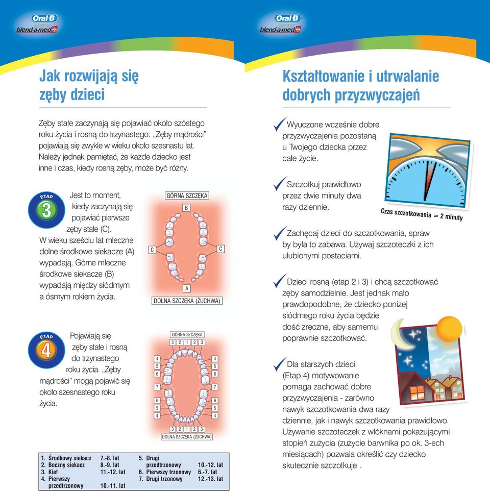 W wieku szeêciu lat mleczne dolne Êrodkowe siekacze (A) wypadajà. Górne mleczne Êrodkowe siekacze (B) wypadajà mi dzy siódmym a ósmym rokiem ycia.