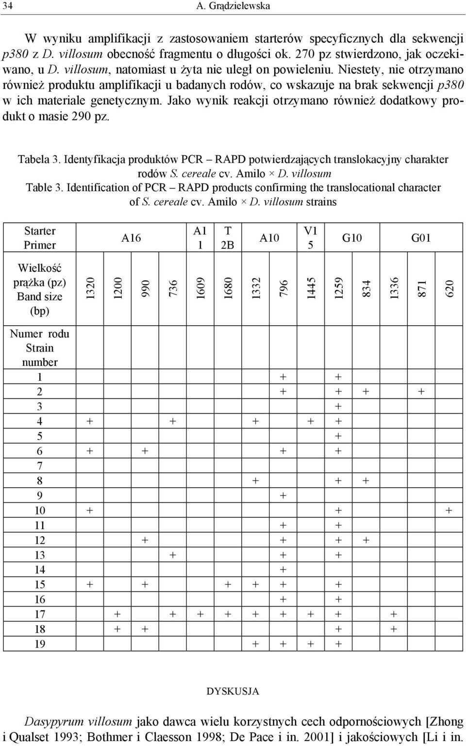 Jako wynik reakcji otrzymano również dodatkowy produkt o masie 290 pz. Tabela 3. Identyfikacja produktów PCR RAPD potwierdzających translokacyjny charakter rodów S. cereale cv. Amilo D.